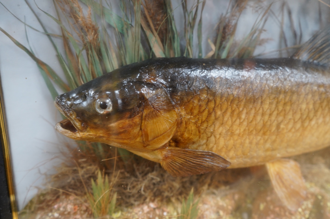 J. Cooper & Sons taxidermy chub, in a bow fronted case, with gilt painted description reading; ‘CHUB caught by G. Berry at the River Stour on 2nd December 1936 Wgt. 4lb 2ozs.’ 34cm high, 63cm wide. Condition - good.